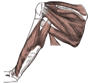 Infraspinatus and Teres Minor Photo